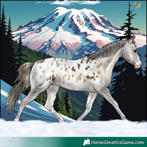 Horse Color:Plaid  Bay Onyx Appaloosa 