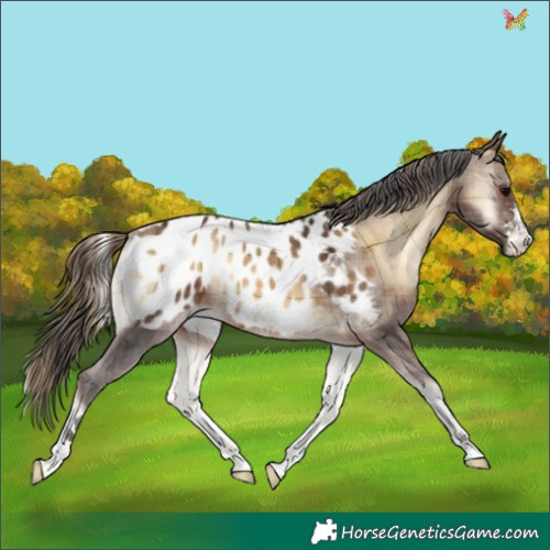 Horse Color:Plaid  Bay Onyx Appaloosa 