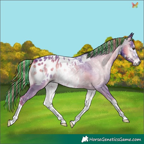 Horse Color:Gray Painted Watercolor White Spotted Liver Red Onyx Appaloosa 