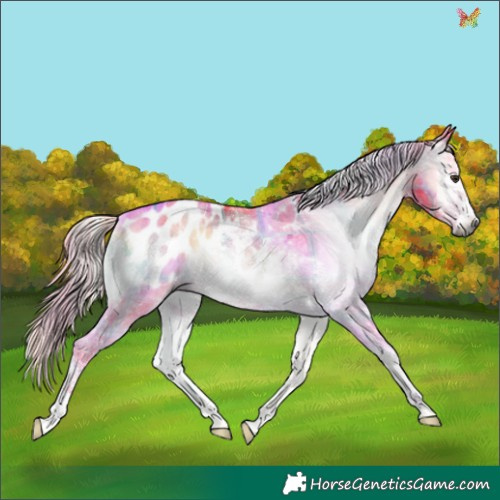 Horse Color:Gray Watercolor Plaid  Liver Red Onyx Sabino Appaloosa 