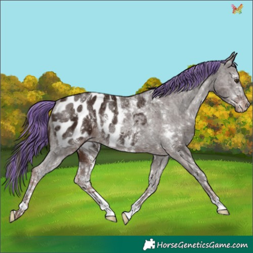 Horse Color:Painted Liver Chestnut Sabino Appaloosa 