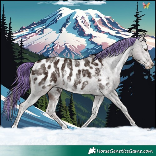 Horse Color:Painted Liver Chestnut Sabino Appaloosa 