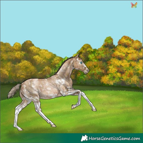 Horse Color:Gray Plaid  Chocolate Palomino Pearl Sabino 