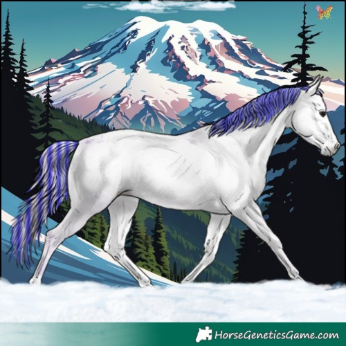 Horse Color:Gray Painted Watercolor Brown Pearl Onyx Appaloosa 