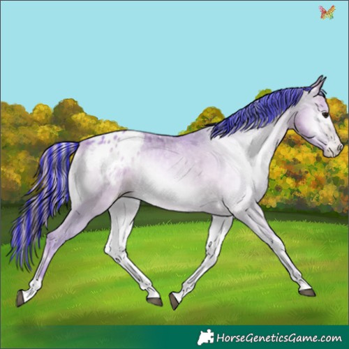 Horse Color:Gray Painted Watercolor Brown Pearl Onyx Appaloosa 