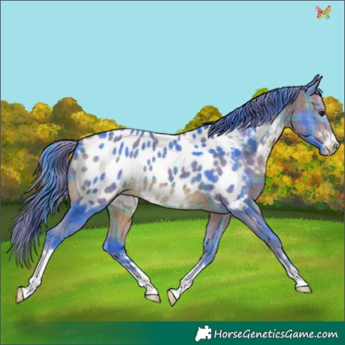 Horse Color:Watercolor Plaid  Bay Appaloosa 