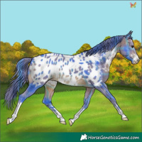 Horse Color:Watercolor Plaid Bay Appaloosa