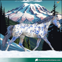 Horse Color:Watercolor Plaid  Bay Appaloosa 