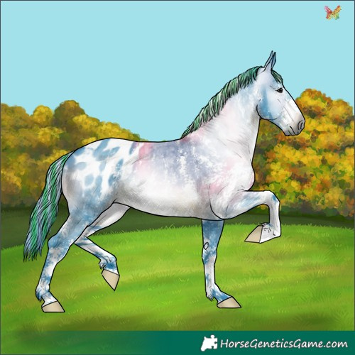 Horse Color:Gray Painted Watercolor Brown Sabino Appaloosa 
