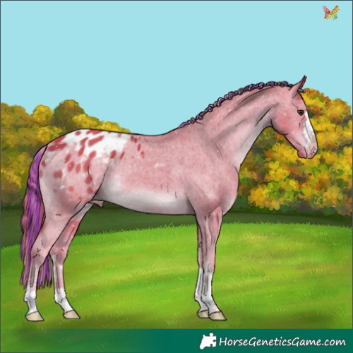 Horse Color:Painted Watercolor Liver Chestnut Appaloosa 