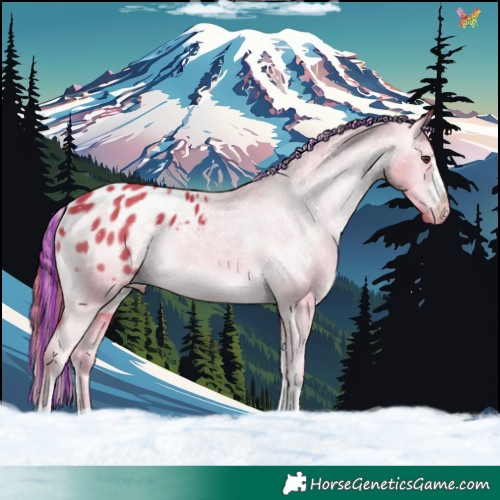 Horse Color:Painted Watercolor Liver Chestnut Appaloosa 