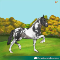 Horse Color:White Spotted Black Tobiano Rabicano 