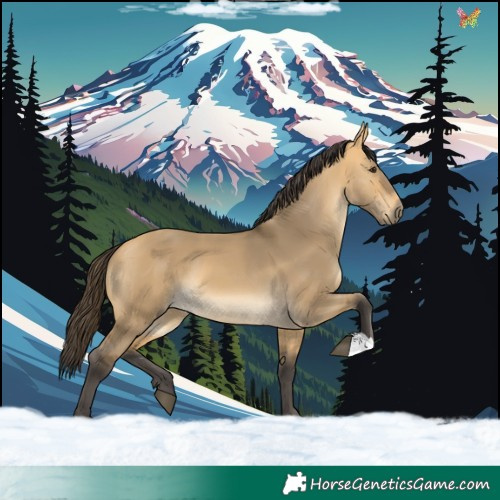 Horse Color:Buckskin Dun 