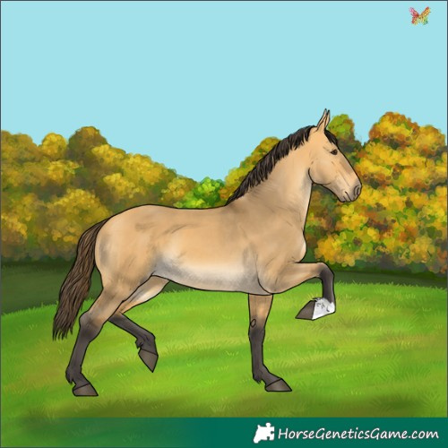 Horse Color:Buckskin Dun 