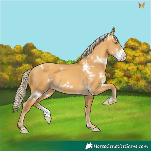 Horse Color:White Spotted Gold Cream Champagne Dun Sabino