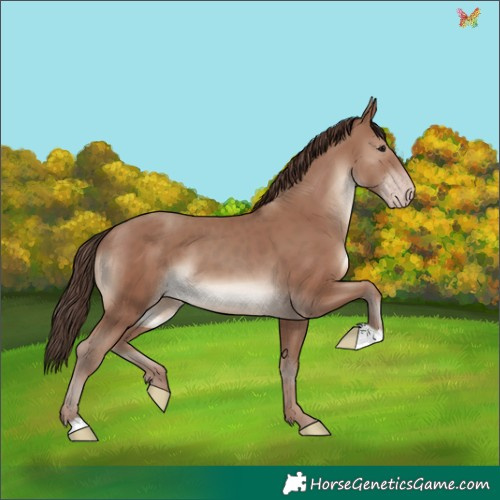 Horse Color:Classic Champagne 