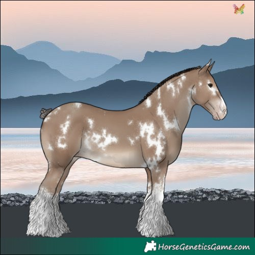 Horse Color:White Spotted Classic Champagne 