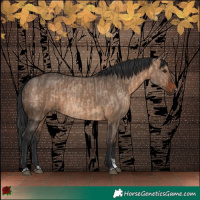 Horse Color:Brown Dun  and Brown Dun 