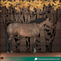 Horse Color:Brown Dun  and Brown Dun 