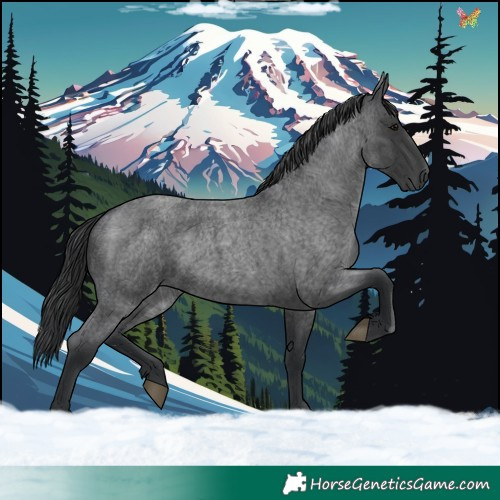 Horse Color:Blue Roan 