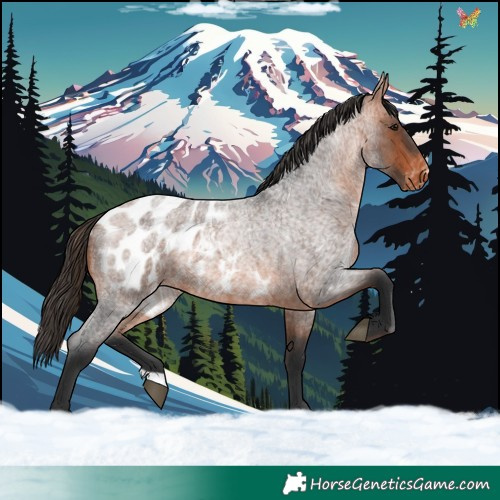 Horse Color:Bay Roan Appaloosa 