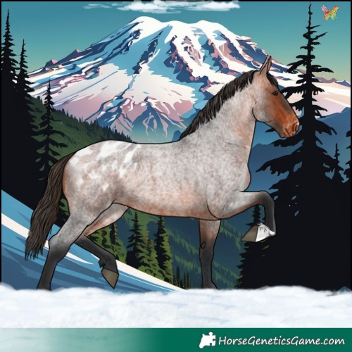 Horse Color:Bay Roan Appaloosa 