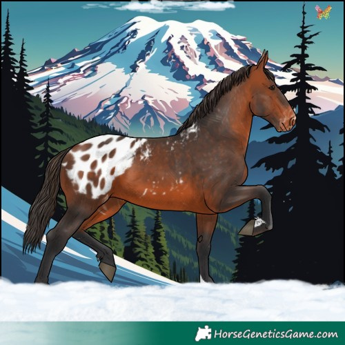 Horse Color:Bay Appaloosa 