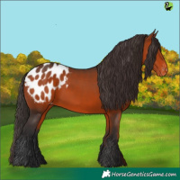 Horse Color:Bay Appaloosa 