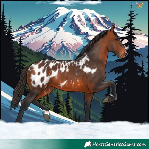 Horse Color:Bay Appaloosa 