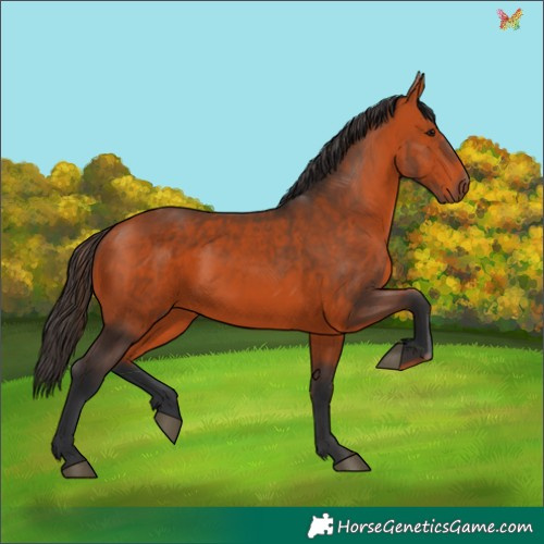 Horse Color:Bay 