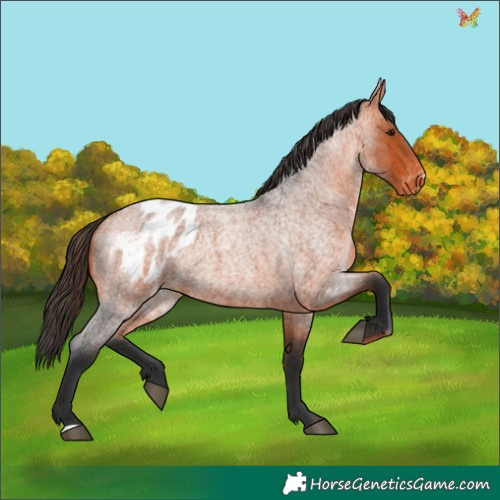 Horse Color:Bay Roan Appaloosa 