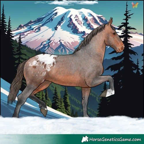 Horse Color:Bay Appaloosa 