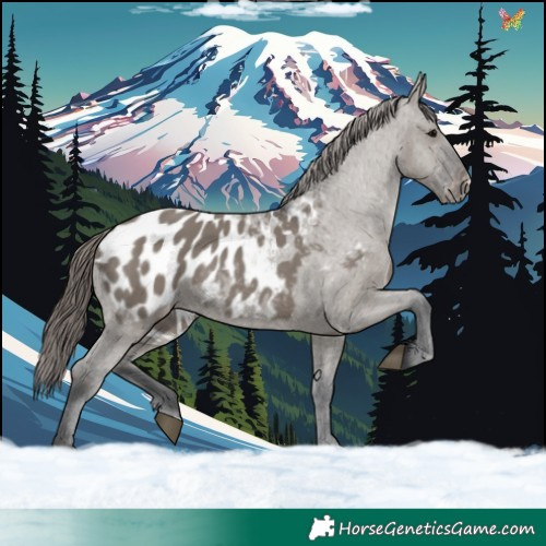 Horse Color:Grullo Appaloosa 