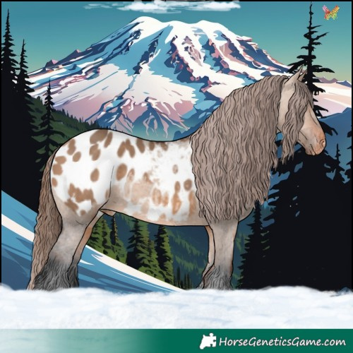 Horse Color:Bay Dun Appaloosa 