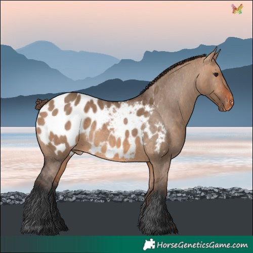 Horse Color:Bay Dun Blanket 