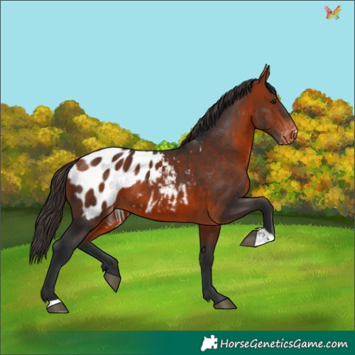 Horse Color:Bay Appaloosa 