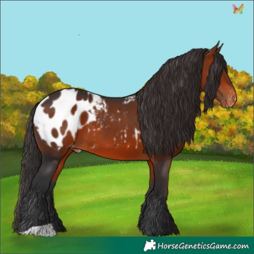 Horse Color:Brown Appaloosa 