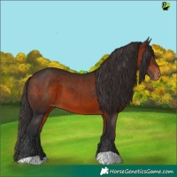 Horse Color:Bay Varnish 