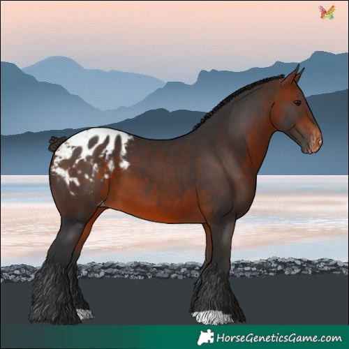 Horse Color:Bay Blanket 