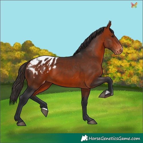 Horse Color:Bay Appaloosa 