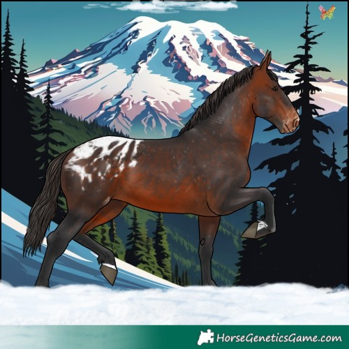 Horse Color:Bay Appaloosa 