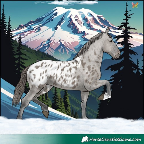 Horse Color:Grullo Appaloosa