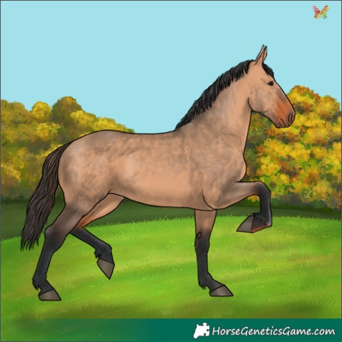 Horse Color:Bay Dun 
