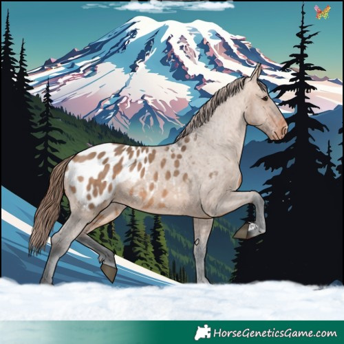 Horse Color:Bay Dun Appaloosa 
