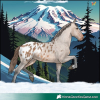 Horse Color:Bay Dun Appaloosa