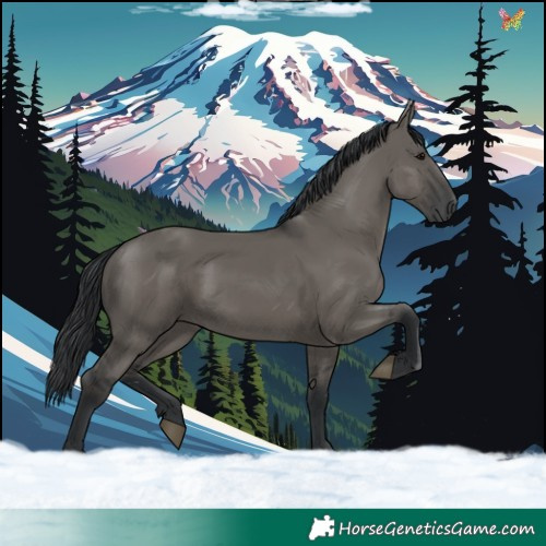 Horse Color:Grullo
