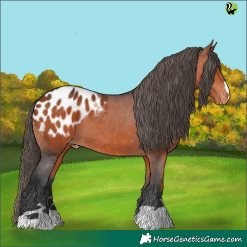 Horse Color:Brown Appaloosa 