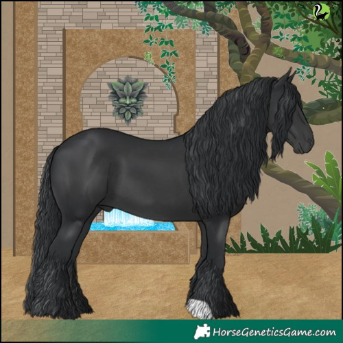 Horse Color:Black 