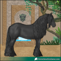 Horse Color:Black 