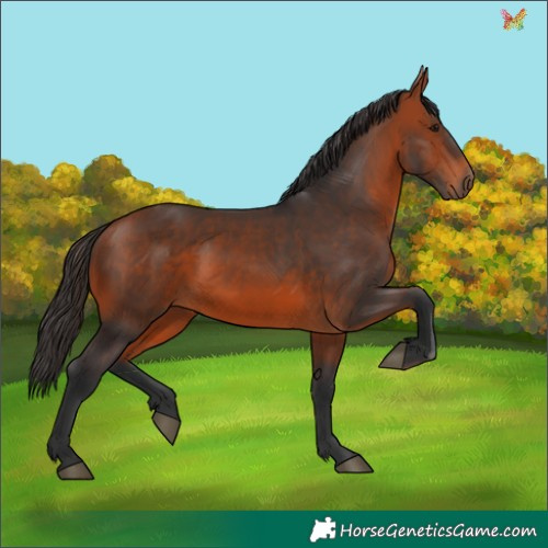 Horse Color:Bay 